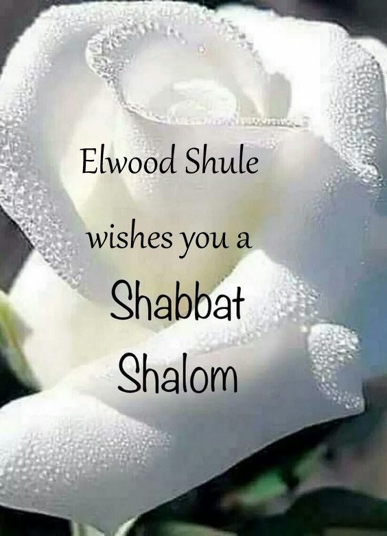 shabbat-shalom-042-elwood-shule